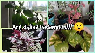 Plants na madaling ipropagate or palaguin (vlog) | Home & DIY PH thumbnail