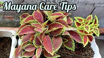 MAG REPOT tayo ng MAYANA or COLEUS PLANT + Care Tips & Propagation | Home & DIY PH thumbnail