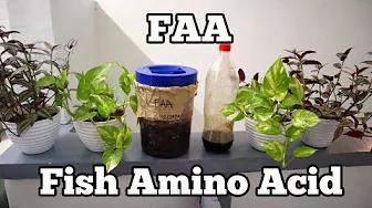 FAA or FISH AMINO ACID | How to make fish amino acid | Home & DIY PH thumbnail