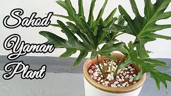 MAG REPOT TAYO NG SAHOD YAMAN PLANT + Philodendron Selloum Care Tips Philippines | Home & DIY PH thumbnail