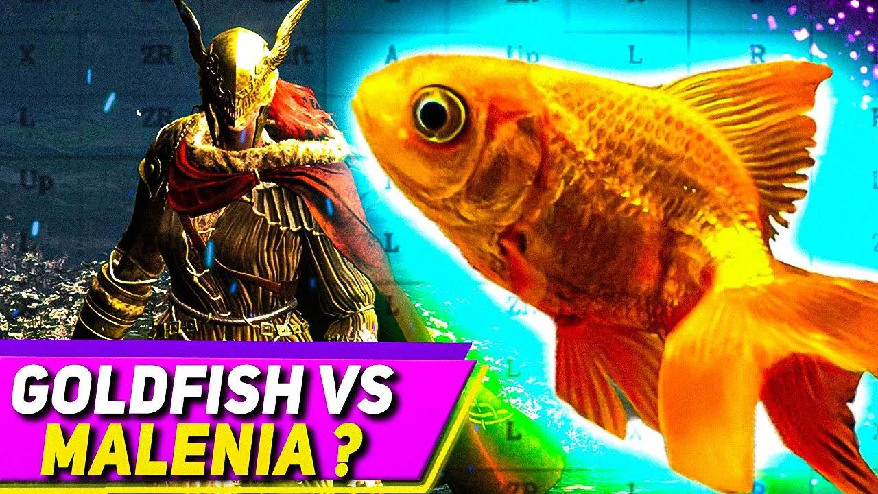 A Goldfish Beats Elden Ring... (REAL) thumbnail