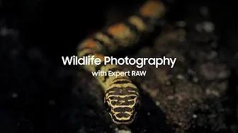 Galaxy S22: Wildlife Photography with Expert RAW | Samsung thumbnail