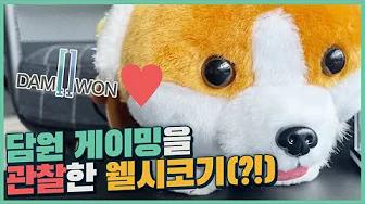 담원 게이밍을 🔍관찰하는 웰시코기!?🐕 #DAMTUBE thumbnail